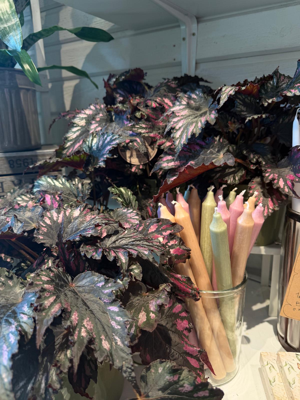 Krukväxt 3 bunden av Wrights Flora
