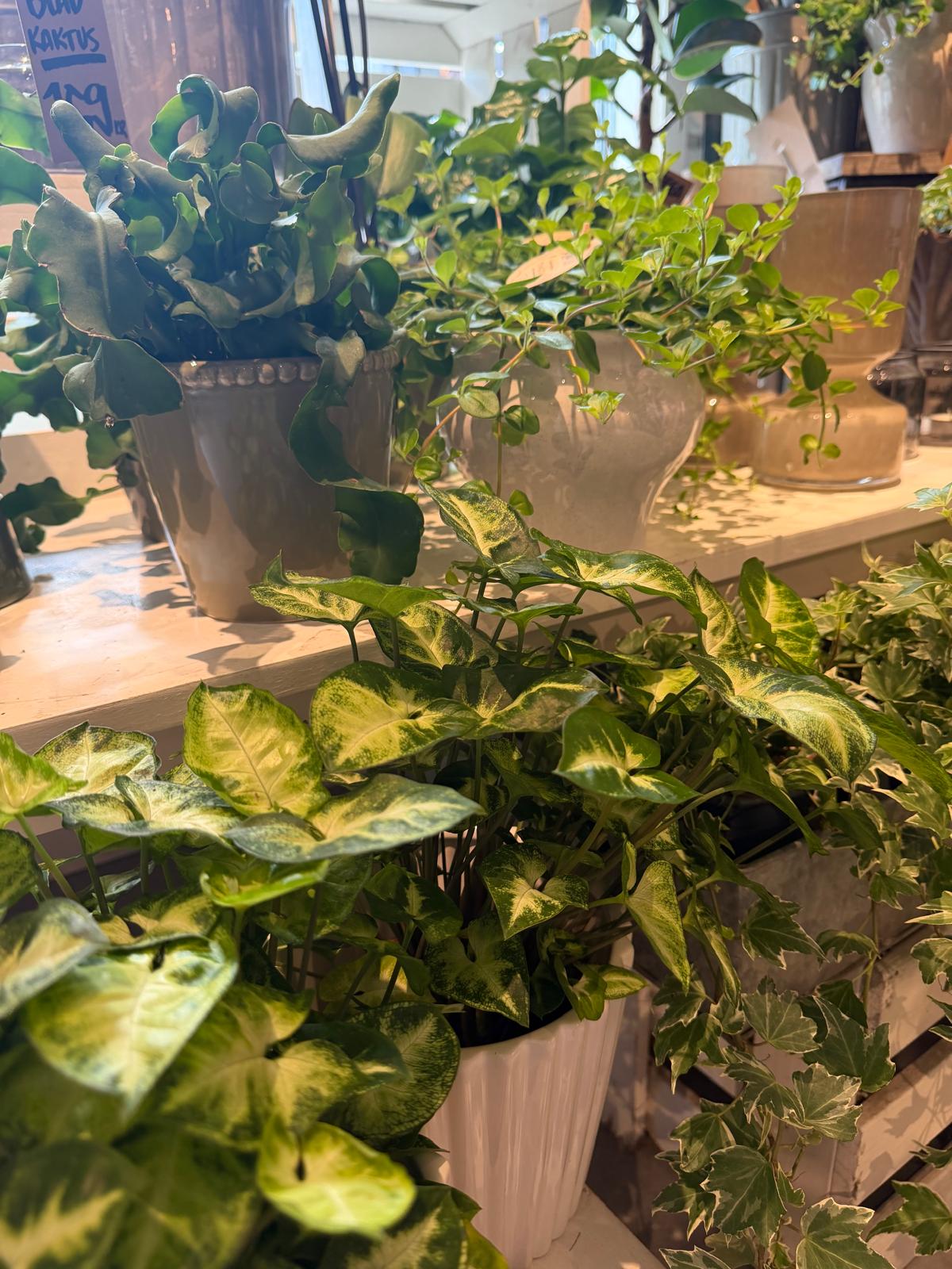 Krukväxt 4 bunden av Wrights Flora