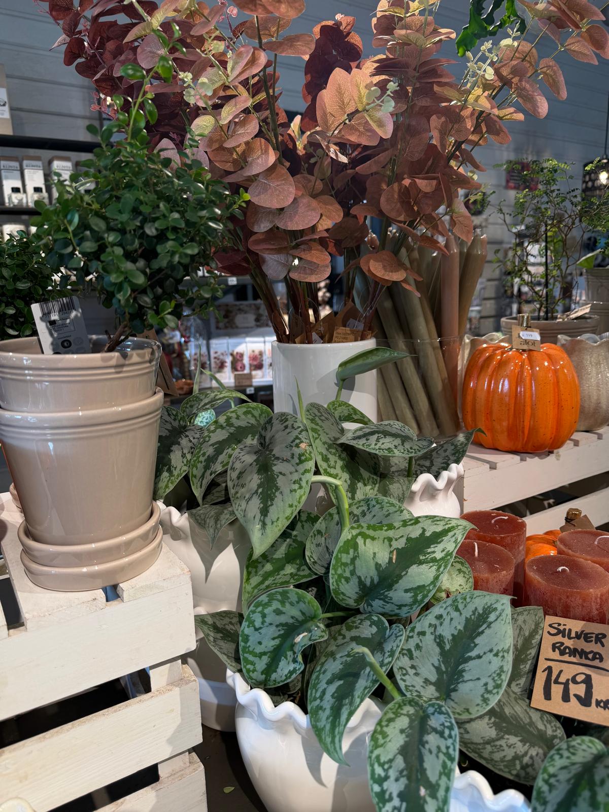 Krukväxt 2 bunden av Wrights Flora