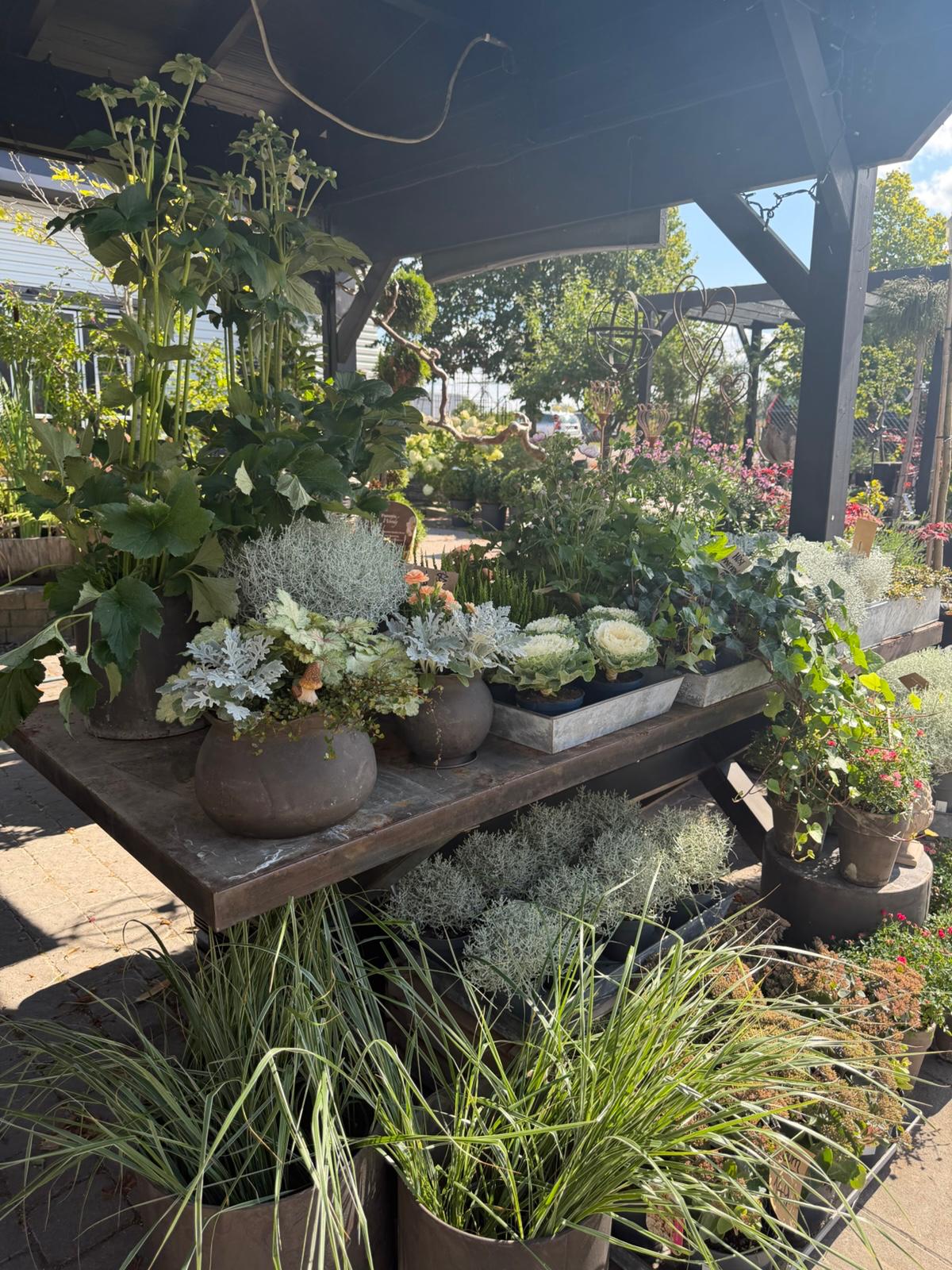 Växter och blommor utomhus hos Wrights Flora